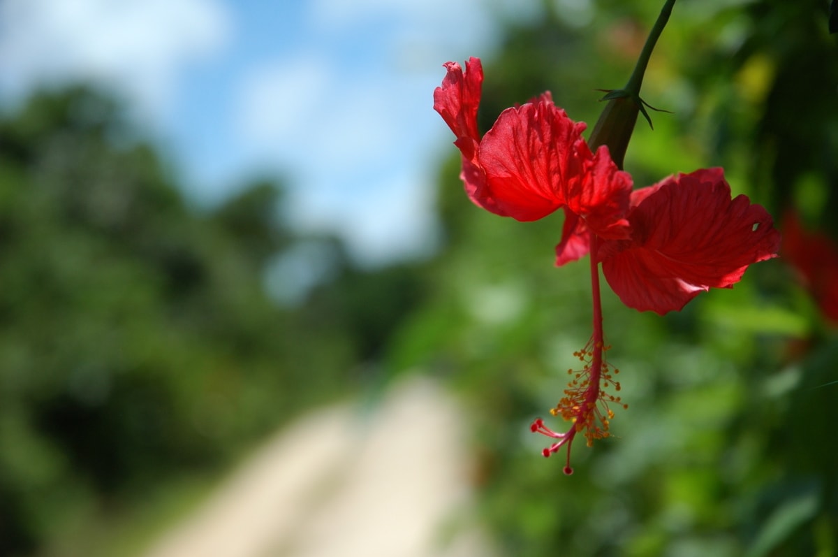 画像：ハイビスカス
